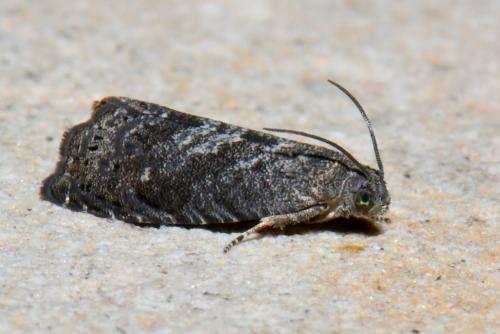 Réf. 255 328 : Grapholita molesta